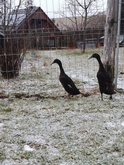 Indický bežec - kačice - 3