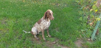 Predám alebo vymením za farbiara - 3