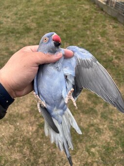 Alexander malý samička - 3