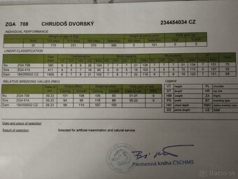 Plemenný býk galloway - 3