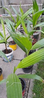 Palma Washingtonia robusta - 3