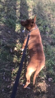 Darujem pitbull rednose - 3