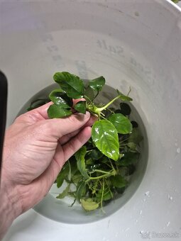 Anubias barteri - 3