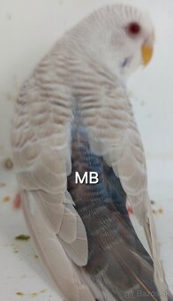 Fallow Blackwing čiernokridle andulky - 3