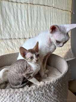 Devon Rex kocôr - 3