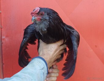 Araucana - 3
