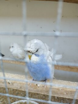 Andulky Hagoromo - 3