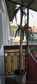 Izbová rastlina yucca 2,2m - 3