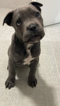 Šteniatko Cane Corso - 3