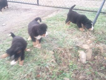 Bernský Salašnícky pes - 3