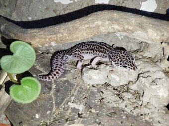 Gekončik nočny - 3