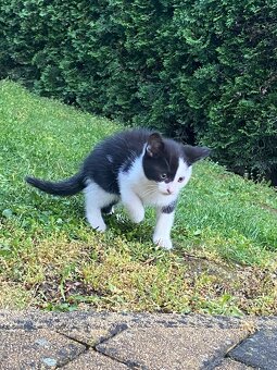 DARUJEME 3 ROZTOMILÉ MAČIATKA DO DOBRÝCH RÚK 🐾 - 3