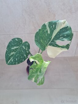 Monstera thai constellation - 3