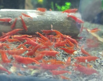 Krevetky,ryby,slimáky - 3