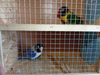 Predám agapornisov škraboškových - 3