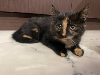 Darujem mačiatka 🐾 - 3