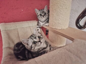 Britské whiskas mačiatka s PP - 3