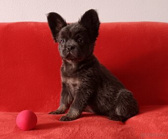 Francúzsky buldoček - 3