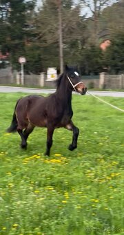 Prodám hřebce Welsh cob D - SPĚCHÁ - 3