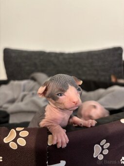 Sphynx maciatka - 3