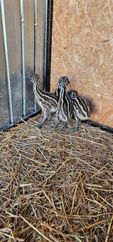 Emu hnedý - 3