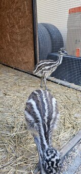 Emu hnedý - 3