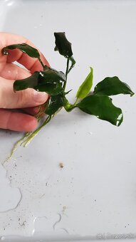 Anubias - 3