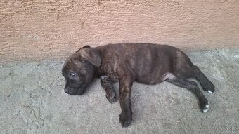 Predám Cane Corso Šteniatka - 3