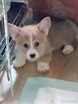 Welsh corgi pembroke s PP - 3