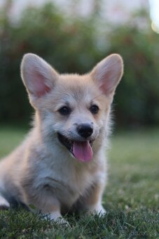 Welsh corgi pembroke s PP - 3