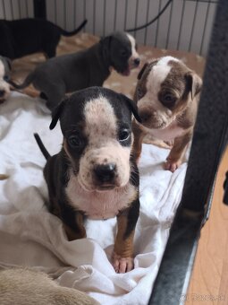American Bully Standard - 3