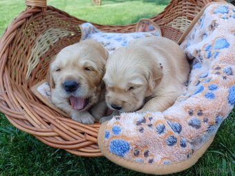 Zlatý Retriever - 3