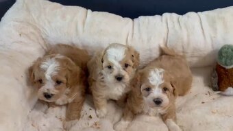 Exkluzív Maltipoo dievčatá a chlapci - 3