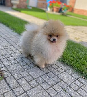 Nememcký špic/ Pomeranian - 3