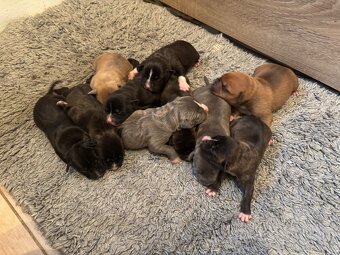 Americký stafordsirsky terier, Stafford, amstaf - 3