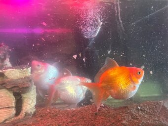 Predám akvárium 30l - 3