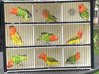 Agapornis fischeri - 3