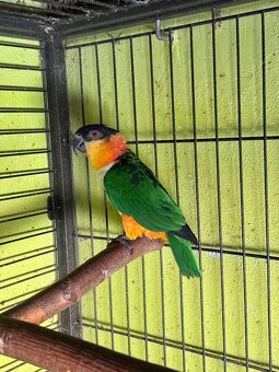 🟡🟢⚫️Chovný samec Amazonik Čiernotemenný🟡🟢⚫️ - 3