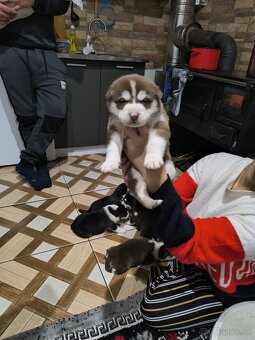 Sibírsky husky a - 3