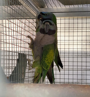 Alexander čínsky - 3