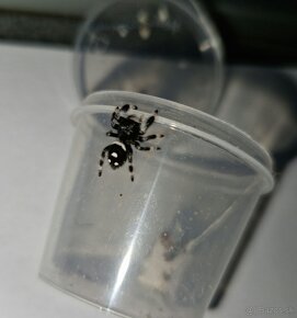 Phidippus regius „Everglades“ (Skákavka kráľovská) - 3