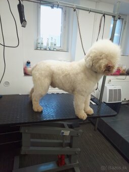 Lagotto Romagnolo - 3