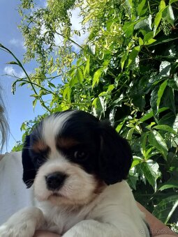 Cavalier king charles španiel - 3