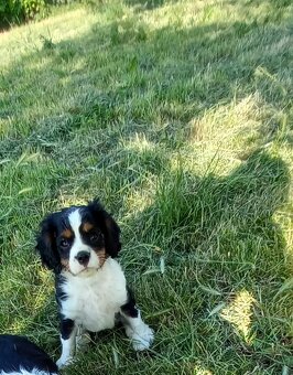 Cavalier king charles španiel - 3