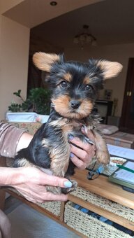 Yorkshire terrier - 3