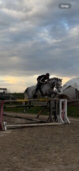 Anglický plnokrvník - 3