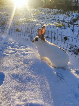 Ponukám zajace-králiky - 3