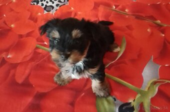 Yorkshir terrier - 3