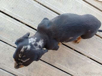 Šteniatka jazvečíka - 3