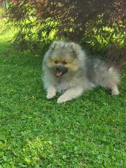 Pomeranian - 3